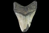 Bargain, Fossil Megalodon Tooth - North Carolina #91652-2